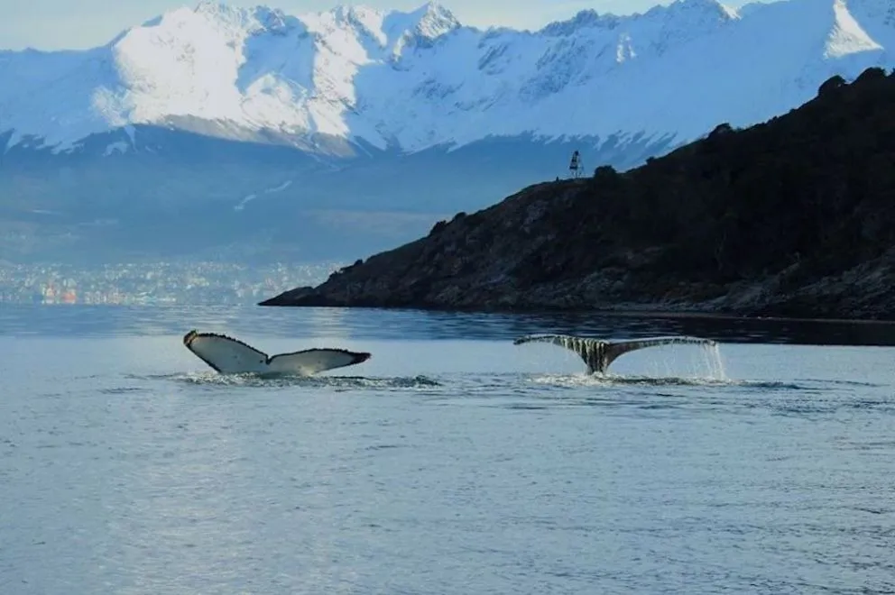 Imagen de WhatsApp 2025-07-15 a las 12.24.18_0eb63208