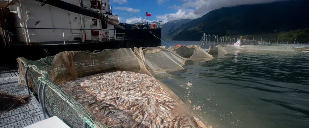 Salmoneras