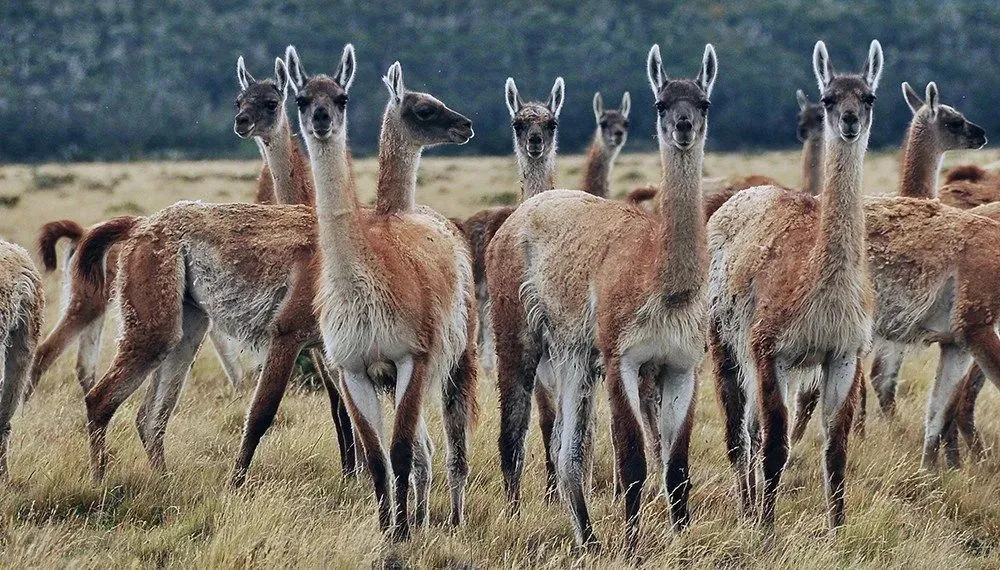 guanacos